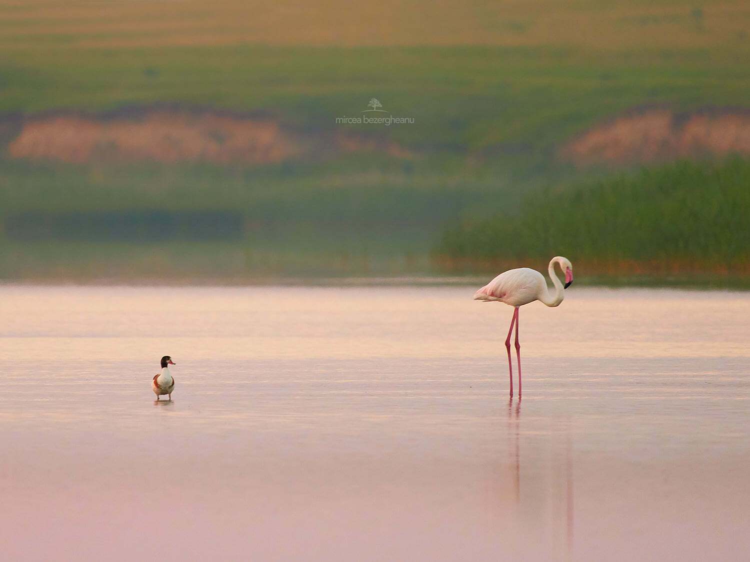 Розовые фламинго в дельте Дуная dqxikeidqxitkant