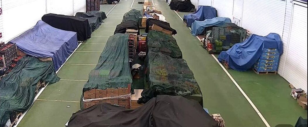 Фермеры не могут ни вывезти, ни продать свою продукцию - и несут колоссальные убытки