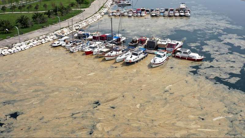 Мраморное море покрылось слизью вдоль побережья Турции (фото) - 2 - изображение