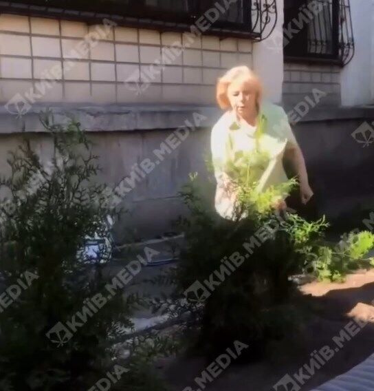 В Киеве женщина вырвала с корнями кусты, которые высадили сотрудники кафе. dqxikeidqxiqqeant