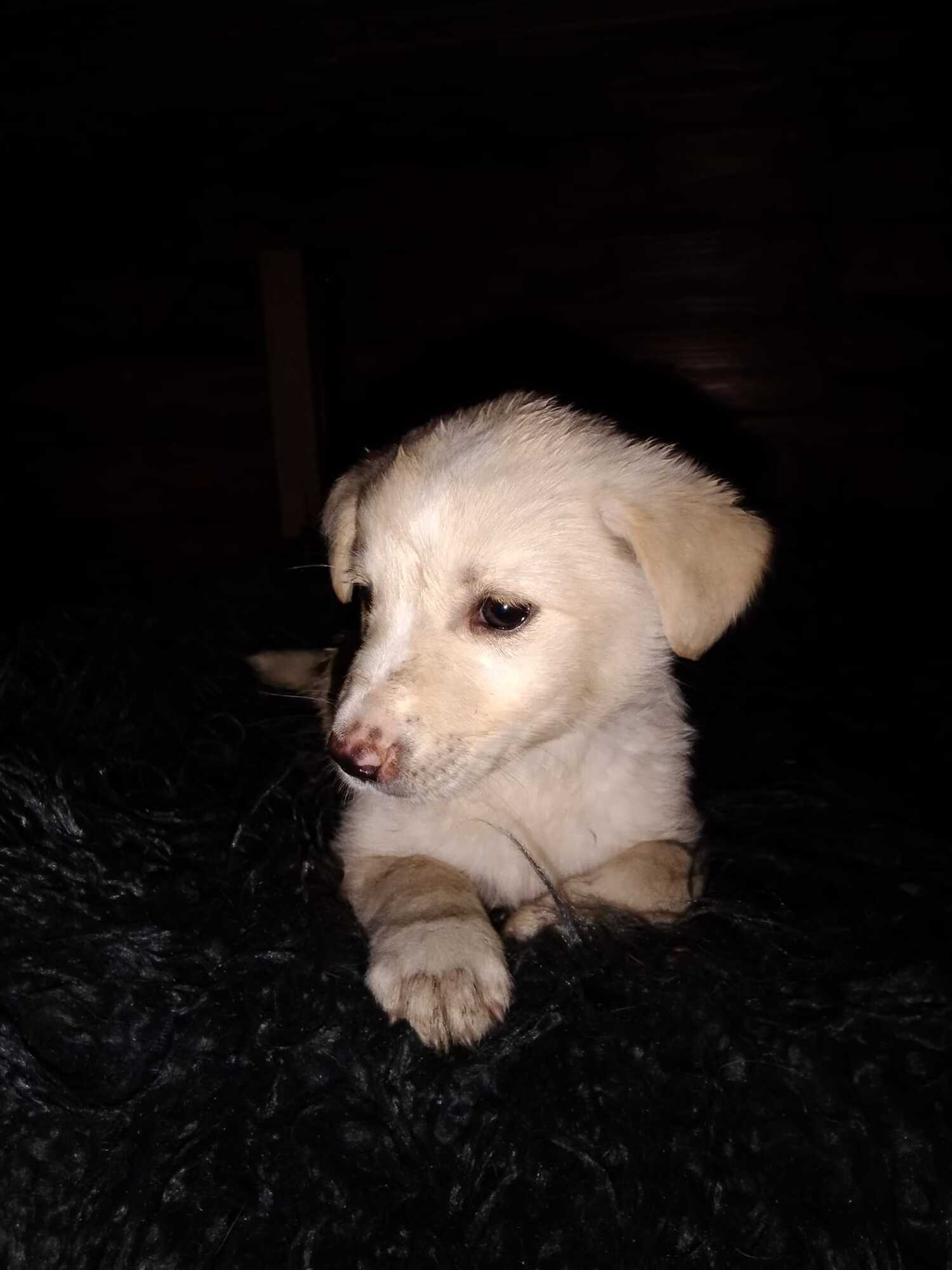 Животное продолжают лечить. dqxikeidqxitkant