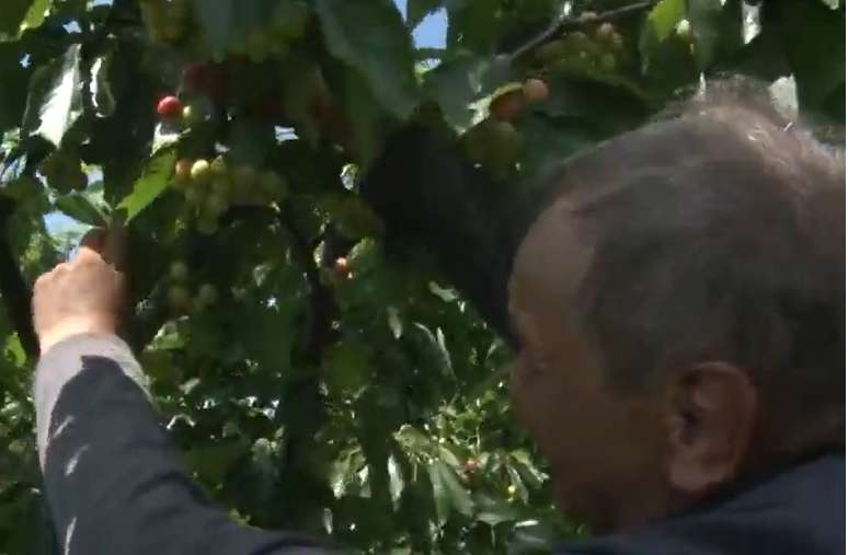 Дефицит черешни в Украине. dqxikeidqxitkant