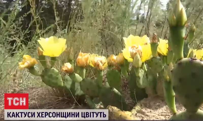 Желтые цветы опунции. dqxikeidqxitkant