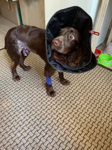 Нападение собак, Сумы dqxikeidqxiqxxant