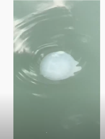 Медузы в Бердянске dqxikeidqxitkant