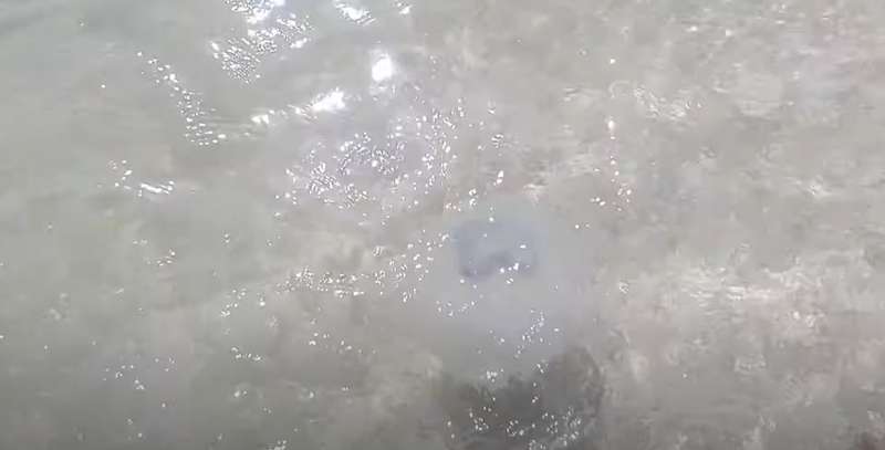 Атака медуз на Азовском море