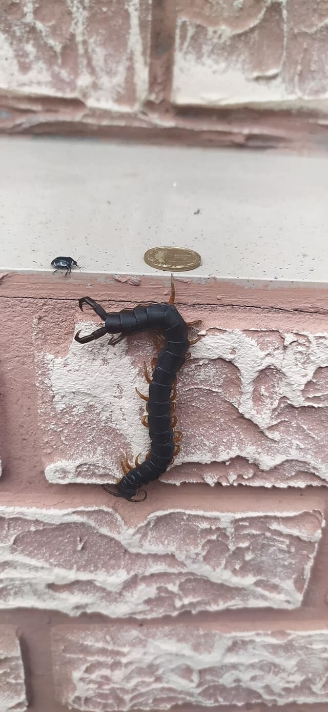 Сколопендру заметили в Кирилловке dqxikeidqxiqqeant