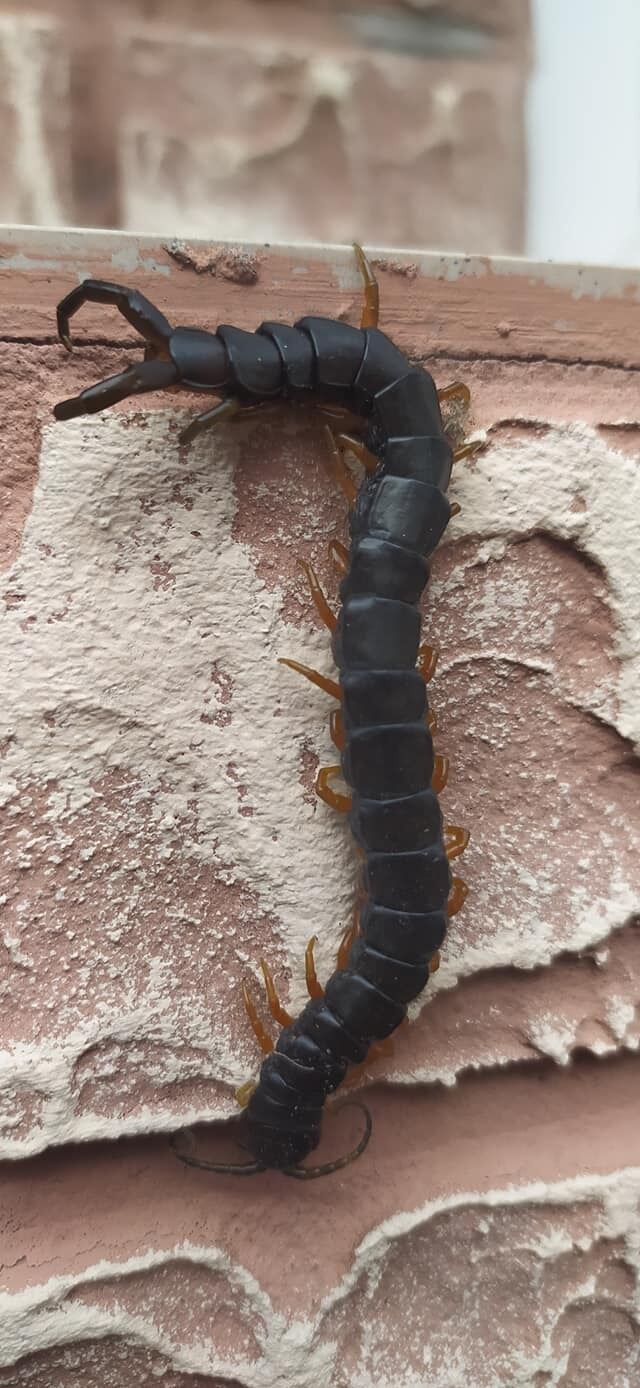 Кирилловку атаковали сколопендры