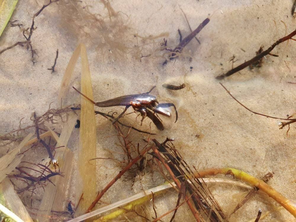 На Министерском озере небезопасно.
