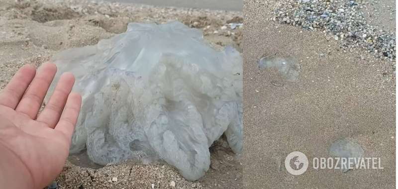 Медузы на пляжах в Бердянске dqxikeidqxiqqeant