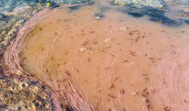 На Одесчине после ливней и жары - нашествие комаров 03