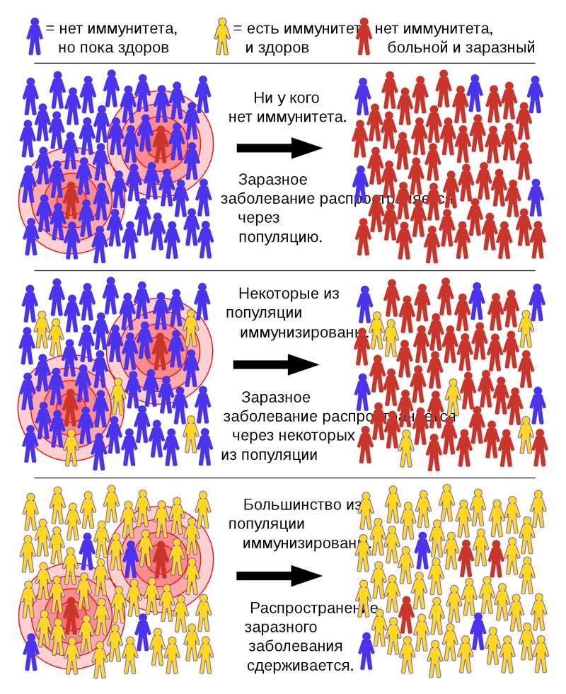 Коллективный иммунитет dqxikeidqxitkant