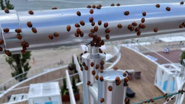 Укусы божьих коровок безопасные dqxikeidqxitkant