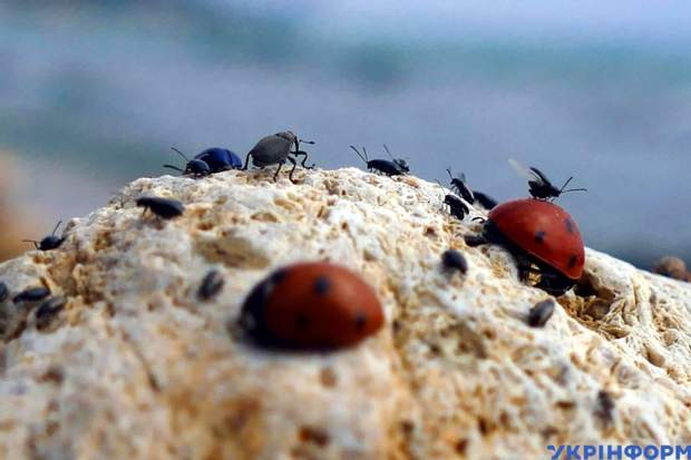 Сонечка заполонили пляжи