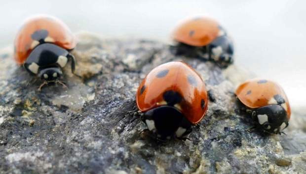 Впоследствии насекомых меньше