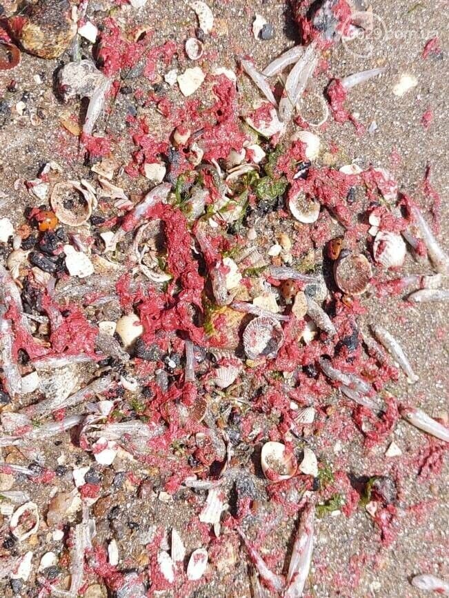 В Мариуполе море залили краской. dqxikeidqxitkant