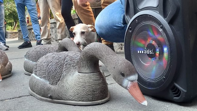 Гаага: в Киеве активисты пикетируют посольство Беларуси с требованием прекратить репрессии 17 Гаага: в Киеве активисты пикетируют посольство Беларуси с требованием прекратить репрессии 17