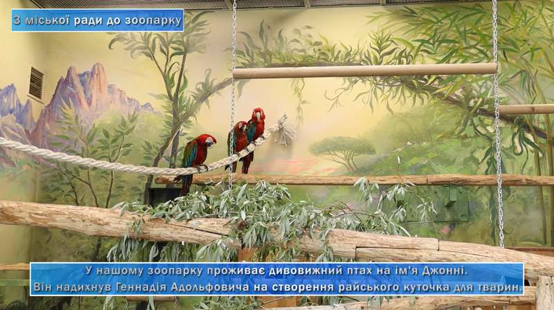 Теперь попугай живет с другими птицами. dqxikeidqxitkant