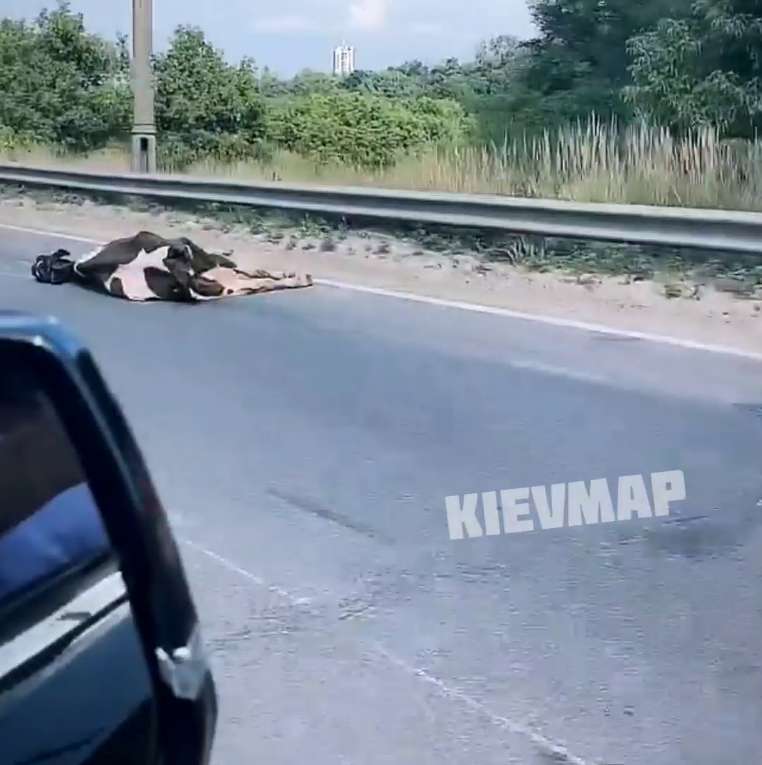 Животные погибли dqxikeidqxitkant