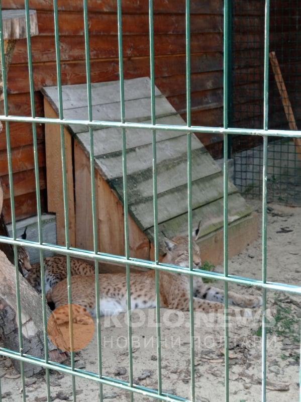 Клетки с хищниками