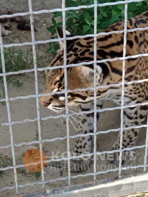 В парке также есть рыси и другие хищные животные