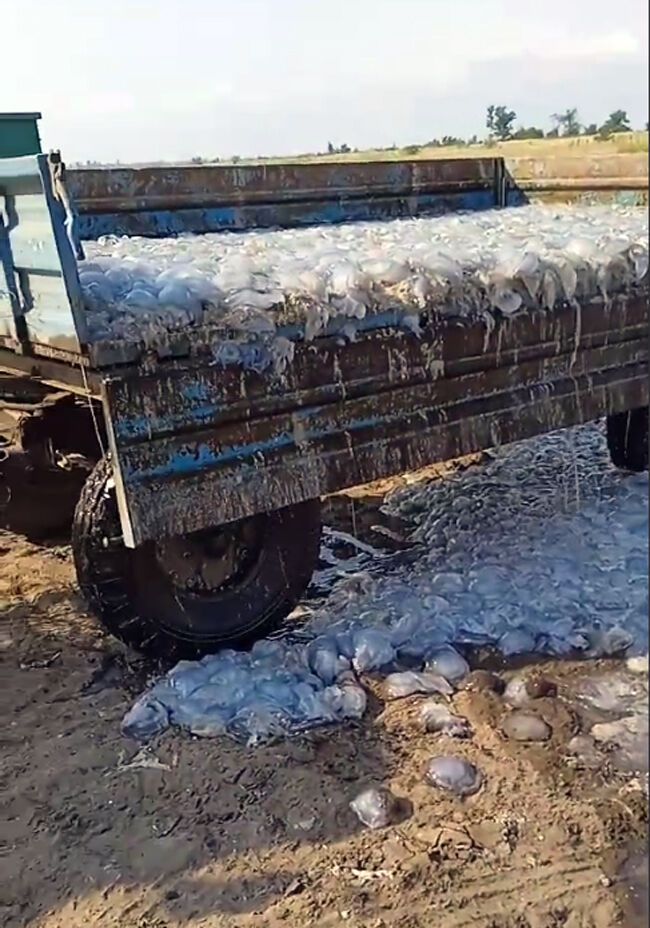 Мертвые медузы в Кирилловке dqxikeidqxitkant