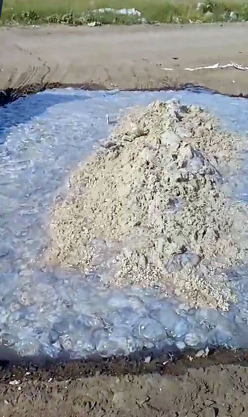 В Кирилловке тоннами вывозят мертвых медуз