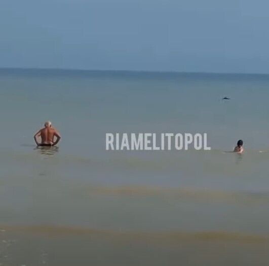 На Примпосаде заметили дельфинов