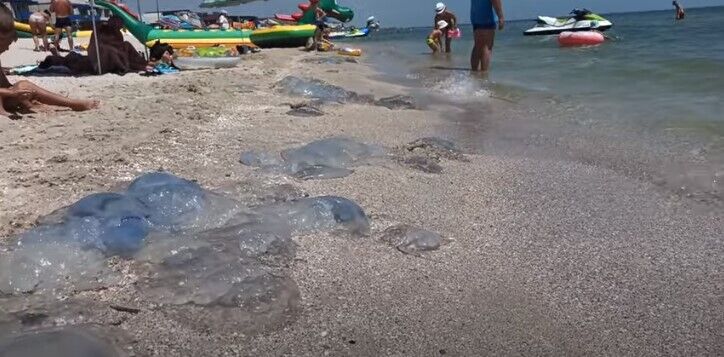 Медузы на побережье Кирилловки dqxikeidqxiqqeant