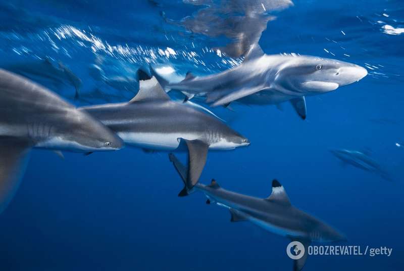 Атака акул dqxikeidqxiqqeant