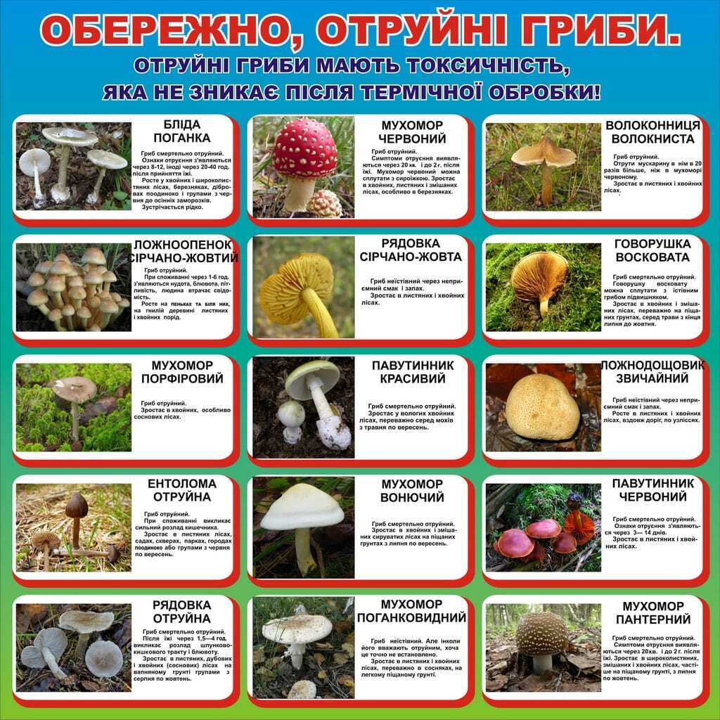 Ядовитые грибы dqxikeidqxiqqeant