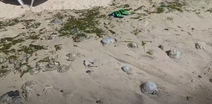 В Бердянске много мертвых медуз dqxikeidqxiqqeant