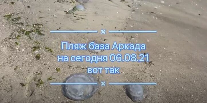 Крупные медузы в Бердянске