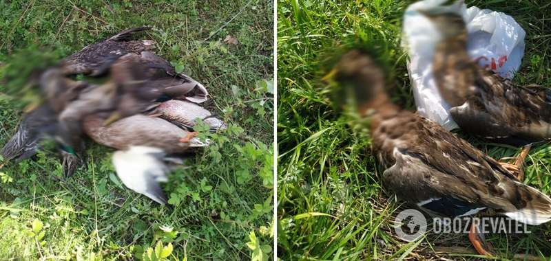 "Трофеи" депутата и его друзей, которыми он похвастался в сети