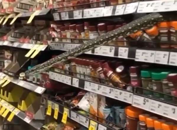 Змія dqxikeidqxiqqeant