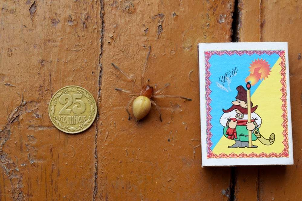 Павук у Куп’янську Павук у Куп’янську dqxikeidqxiqqeant