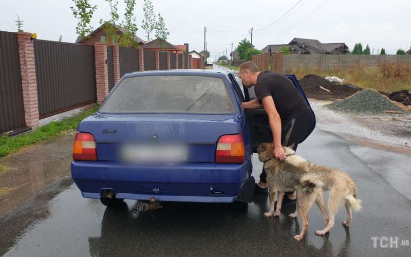 Собаки гуляли без намордников dqxikeidqxiqqeant