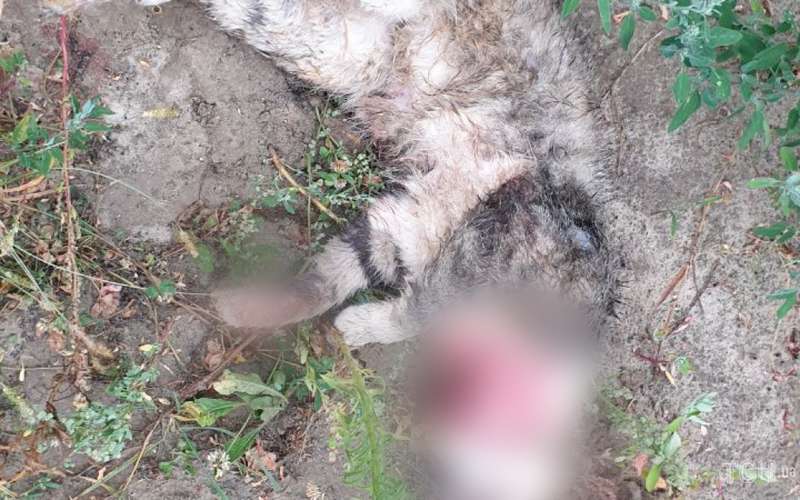 Мертвый кот