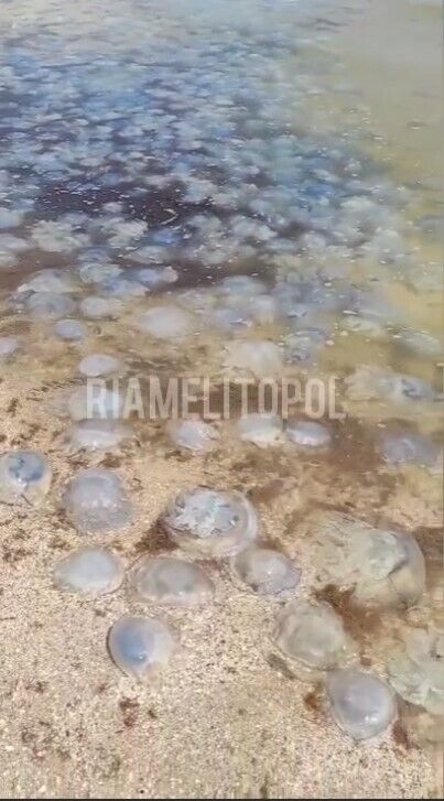 Из-за живности появился неприятный запах. dqxikeidqxiqqeant