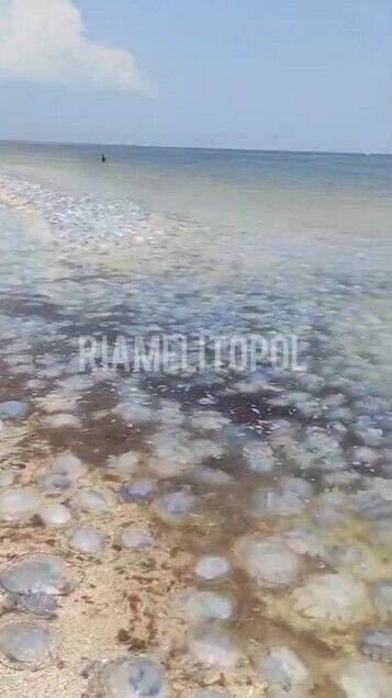 Медузы в Кирилловке "атаковали" берег.