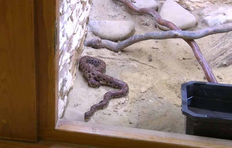 В Полтаве женщина нашла удава в туалете: чем закончилась опасное приключение dqxikeidqxiqqeant