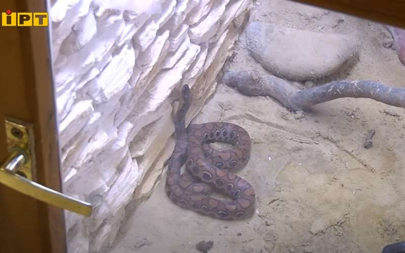 В Полтаве женщина нашла удава в туалете: чем закончилась опасное приключение