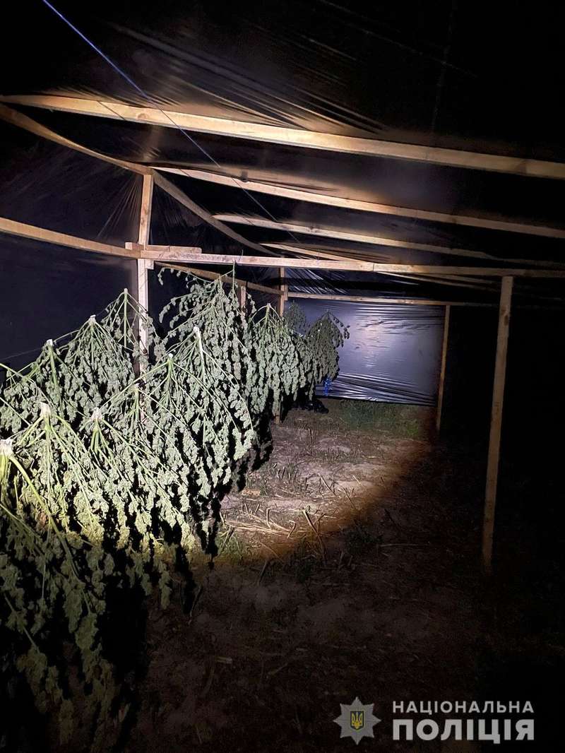 Полиция изъяла коноплю.