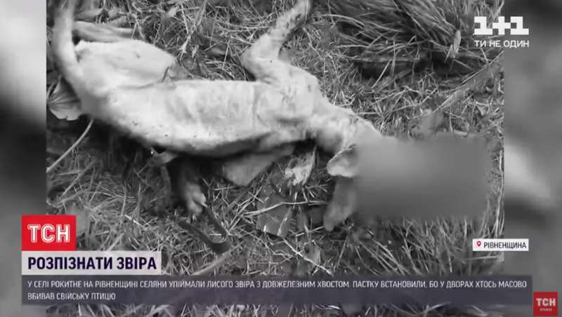 Убитое животное dqxikeidqxitkant