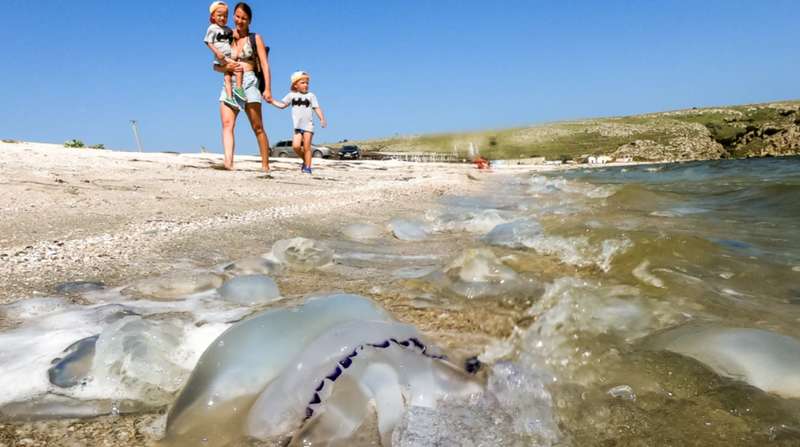 Медузы в Крыму dqxikeidqxitkant