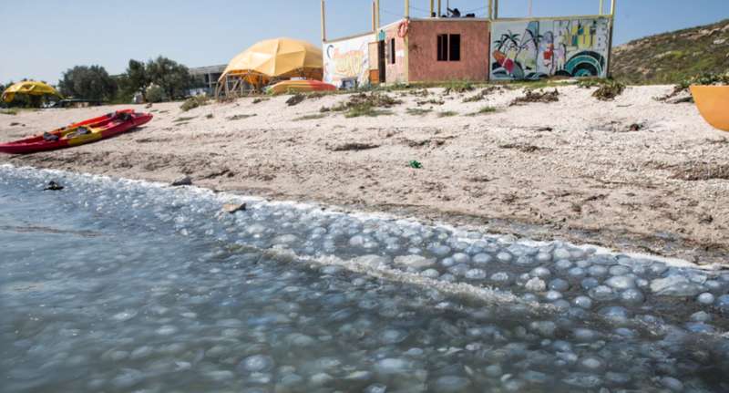 Медузы на пляже