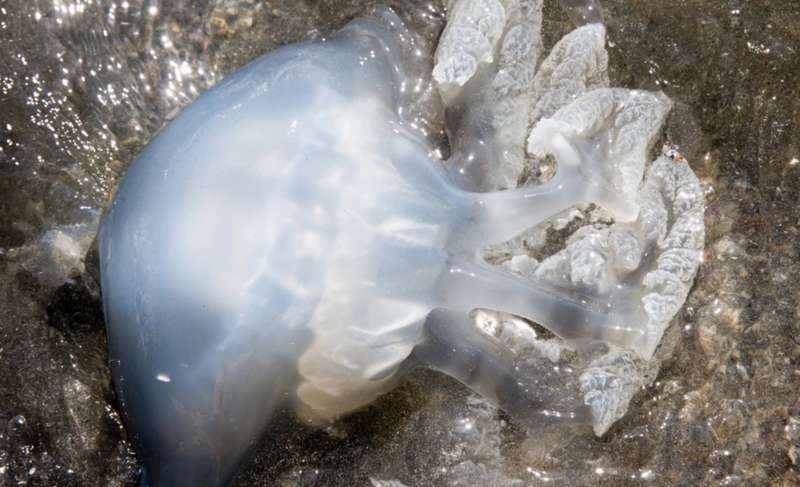 Огромная медуза