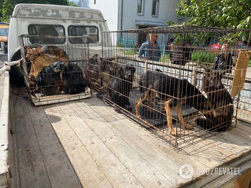 Некоторых животных отправили в ветеринарную клинику.