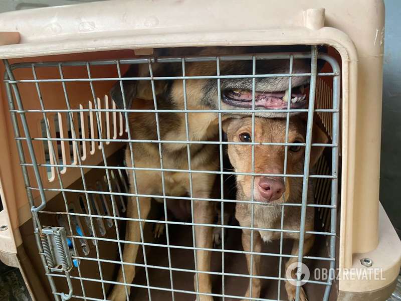 В полицию обратились соседи женщины.