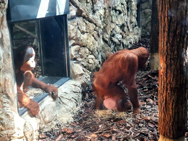 Харьков, зоопарк, обезьяны,